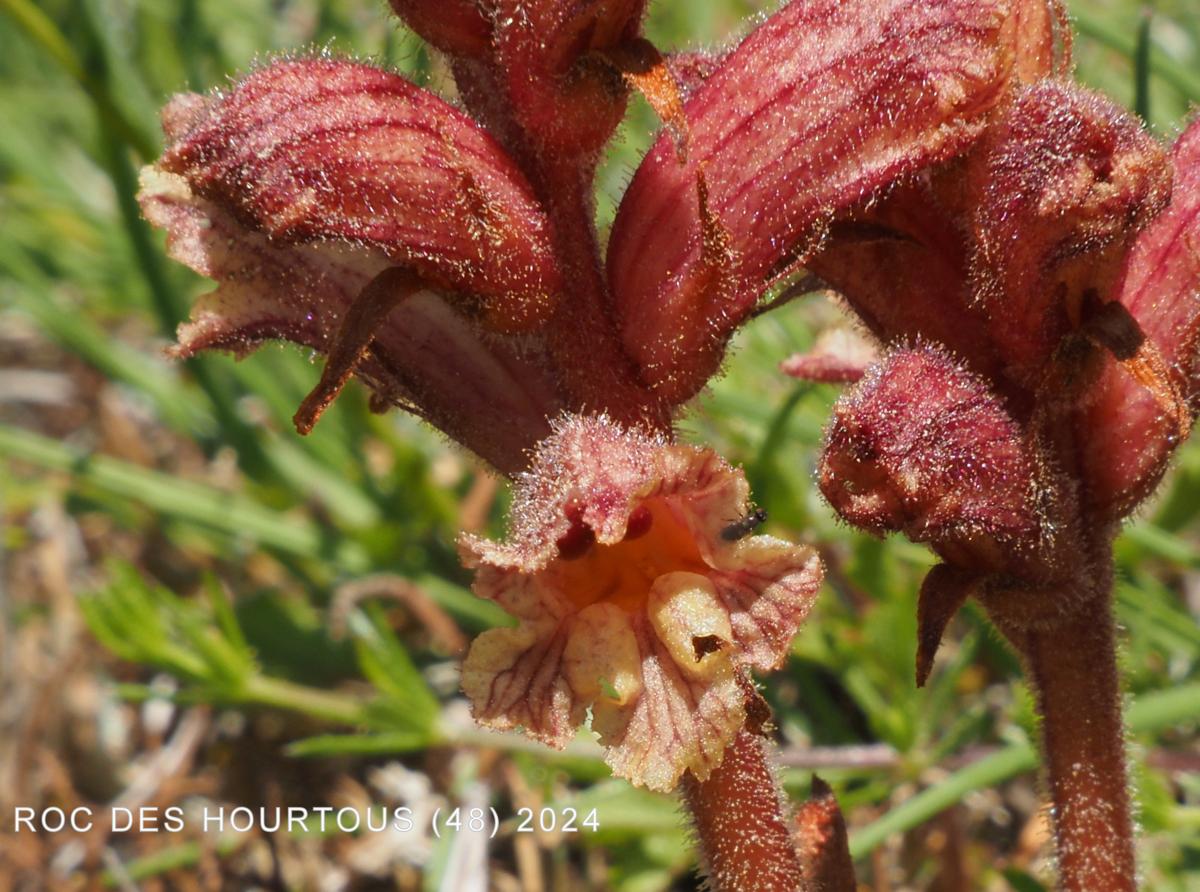 Broomrape, Clove-scented flower